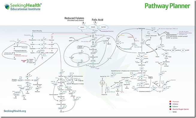 Metylation pathway