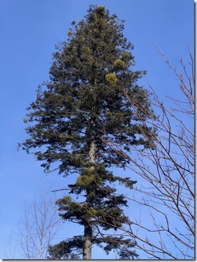 IMG_3442_thumb1