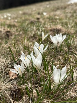IMG_7454